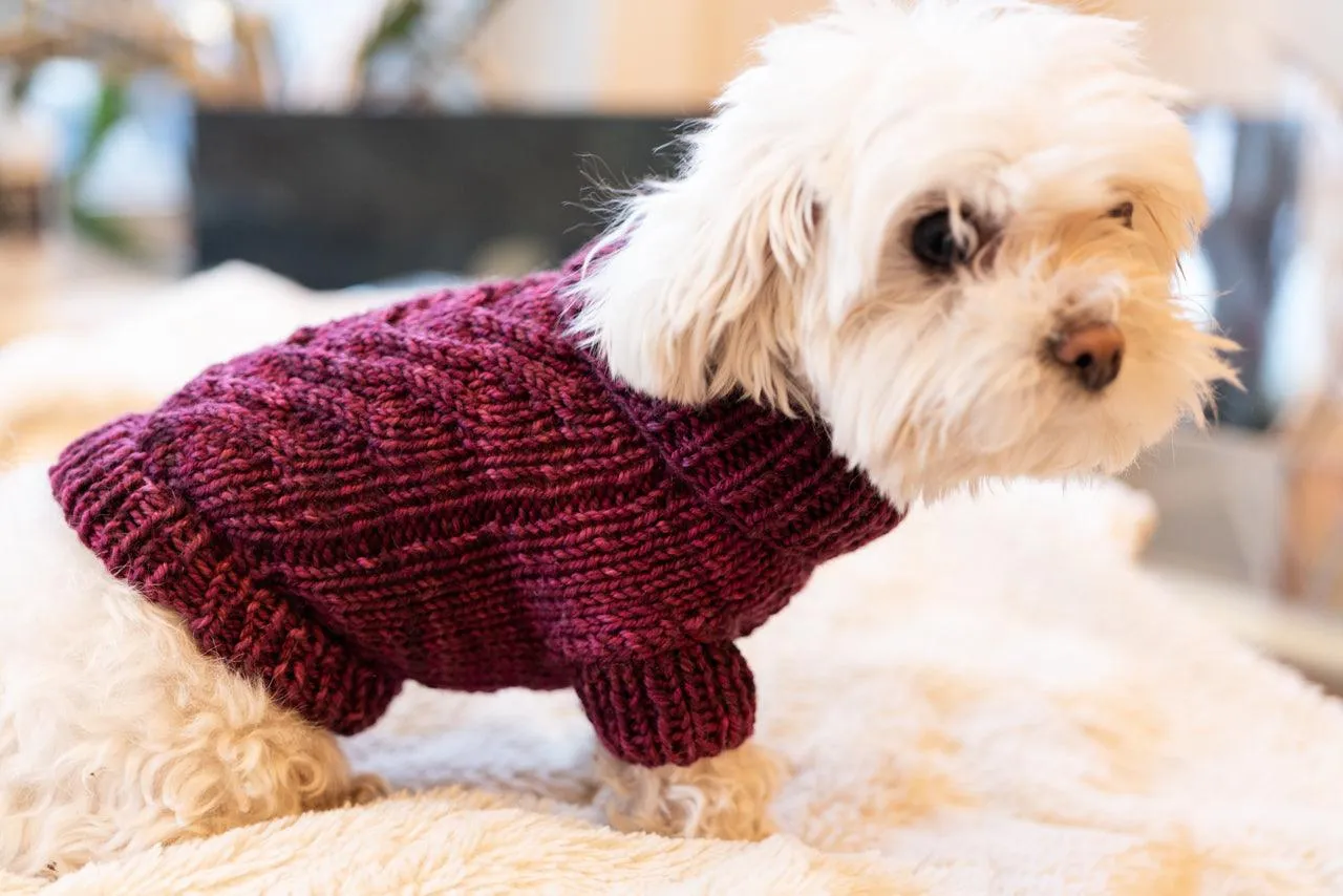 Engel Pullover | Dog Pattern