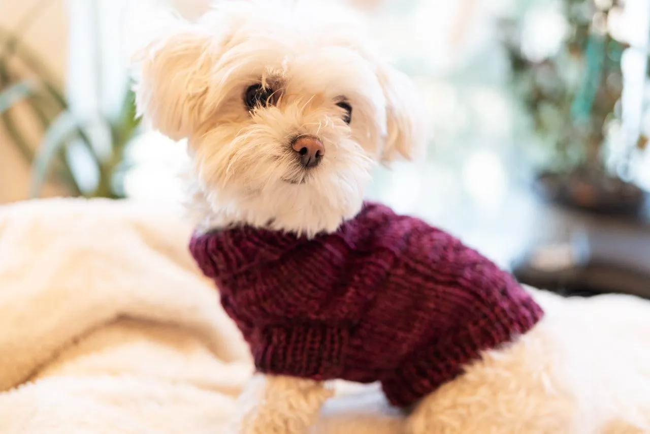 Engel Pullover | Dog Pattern