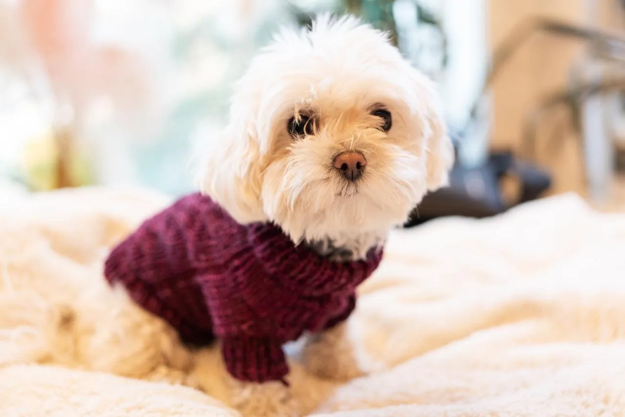 Engel Pullover | Dog Pattern