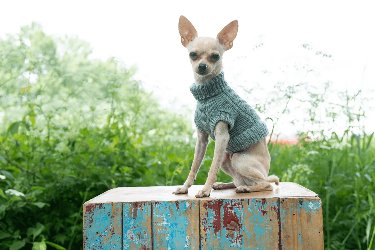 Engel Pullover | Dog Pattern